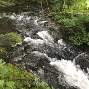 bach im wald in olsberg